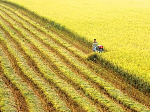Tập đoàn Lộc Trời được 7 ngân hàng hợp lực cấp gói tín dụng 100 triệu USD mở rộng sản xuất lúa chất lượng cao