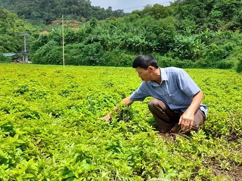 'Thạch đen' - cây trồng giúp người dân Thạch An (Cao Bằng) xóa đói, giảm nghèo