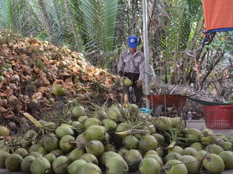 Bến Tre: Người trồng dừa thất thu vì ‘thiệt hại kép”