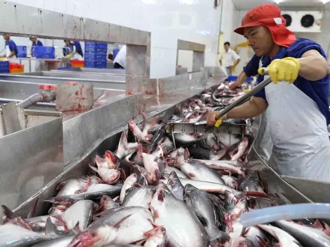 Trung Quốc trở thành thị trường "trụ cột" cá tra của Việt Nam