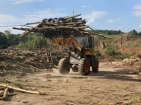 Xuất khẩu nông, lâm, thủy sản: Sức bật của những 'tân binh'