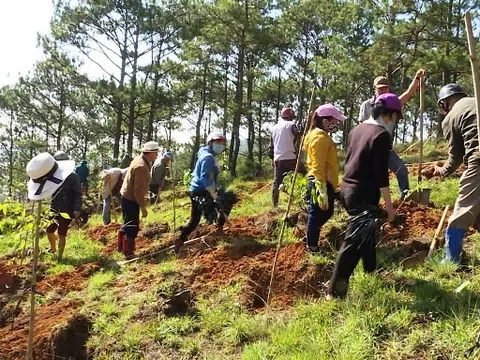 Đẩy mạnh công tác khôi phục, bảo vệ diện tích rừng sau giải tỏa