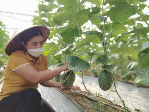 Việt Yên - Bắc Giang: Đam mê nông nghiệp sạch – Vợ chồng cô giáo trẻ thu cả trăm triệu đồng mỗi năm