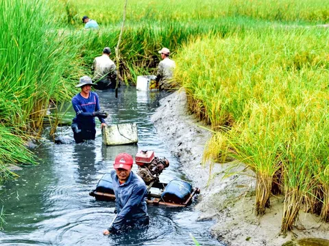 Cà Mau: Nông dân thắng lớn vụ tôm càng xanh trên đất lúa