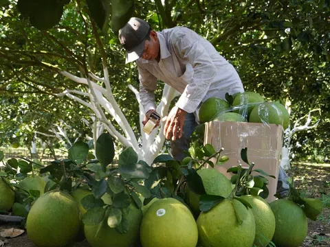 Chanh xanh và bưởi của Việt Nam chính thức được xuất khẩu sang thị trường New Zealand