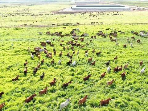 THACO “nâng cấp” nguồn nhân lực cho các trang trại chăn nuôi bò theo chuỗi giá trị khép kín