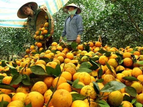 Hòa Bình: Khẳng định thương hiệu cam Cao Phong trên thị trường
