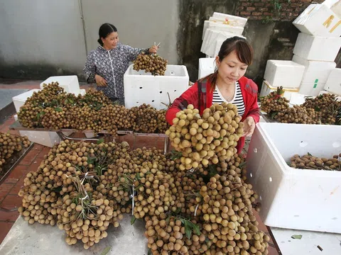 Nhãn tươi Việt Nam được phép nhập khẩu vào thị trường Nhật Bản