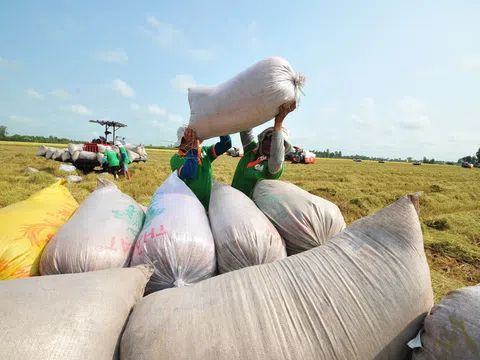 Vì sao gạo Việt Nam được ưa chuộng ở  Philippines?