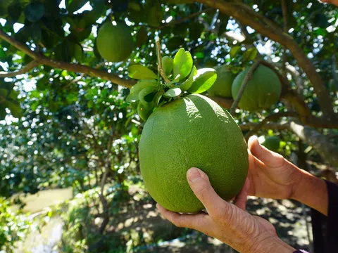 Tiền Giang: Nhà vườn chủ động nguồn trái cây phục vụ thị trường Tết 2023