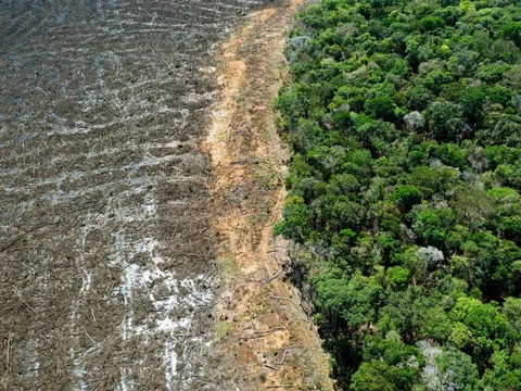EU cấm các sản phẩm nông nghiệp có liên quan đến nạn phá rừng