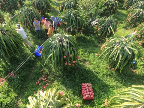 Tiền Giang: Giá thanh long tăng kỷ lục, nông dân bội thu dịp Tết