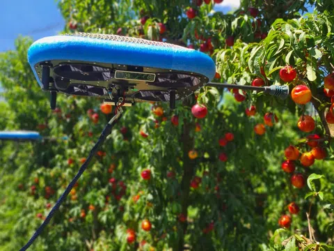 Robot bay giúp thu hoạch hoa quả thay sức người