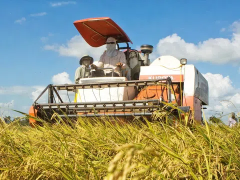 Hà Nội: Giảm diện tích đất trồng lúa, gia tăng giá trị canh tác