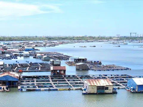 Bà Rịa - Vũng Tàu: Nhiều hộ nuôi cá lồng bè cắt giảm quy mô
