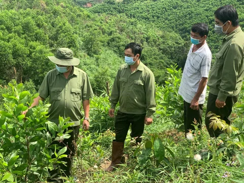 Đắk Lắk: Tăng cường công tác quản lý, bảo vệ và phát triển rừng trên địa bàn