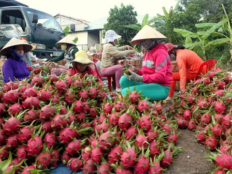 Giá thanh long xuất khẩu tăng gấp 3 lần