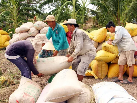 Bạc Liêu: Giá lúa tăng cao dịp cận Tết, nông dân vui mừng vì bội thu