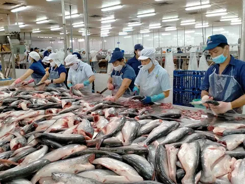 Nhu cầu thị trường ổn định, cá tra Việt Nam có nhiều cơ hội lạc quan trong năm 2023