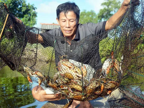 Nhu cầu thị trường Tết tăng cao, giá cua  tăng theo ngày