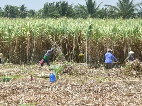 Hậu Giang với nỗi lo nguy cơ vỡ quy hoạch "thủ phủ" mía