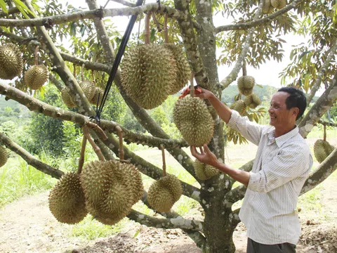 Sầu riêng khan hiếm, giá tăng cao kỷ lục dù đang vào vụ