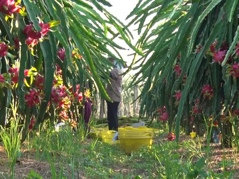 Cần xây dựng mã số vùng trồng, chuyển đổi số khi Nhật Bản từ chối nhập khẩu thanh long