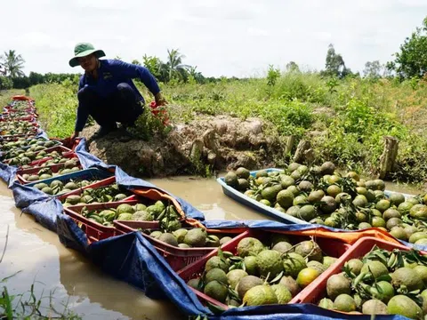 Cam sành rớt giá kỷ lục chỉ 1.000 đồng/kg, nông dân "ngậm trái đắng" đành bán lỗ