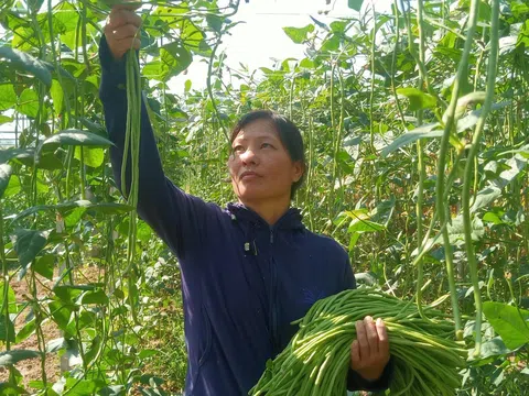 Lào Cai: 7,5 tấn đậu đũa ngâm muối đầu tiên của huyện Bảo Thắng sẽ được xuất khẩu sang Nhật Bản