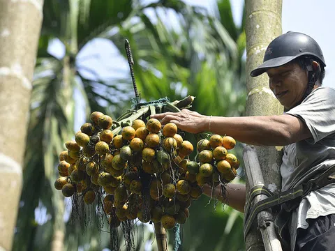 Trái cau thương phẩm mang lại thu nhập cao nhưng nên trồng cau xen canh