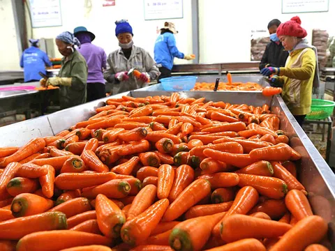 Xuất khẩu rau quả cần theo sát các yêu cầu từ các thị trường