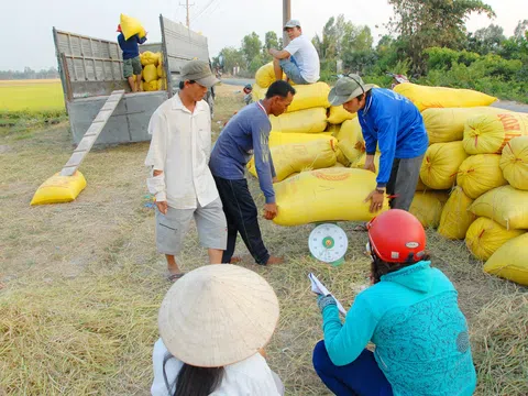 Vụ lúa Đông Xuân ở ĐBSCL trúng mùa được giá