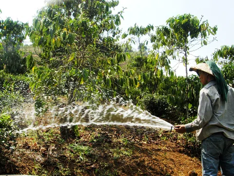 Nông dân trồng cà phê ở Tây Nguyên chủ động phòng chống hạn mùa khô