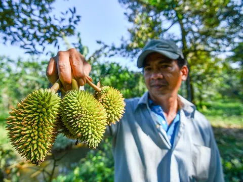 Khuyến cáo phát triển sầu riêng ồ ạt sẽ dẫn đến những hậu quả khó lường