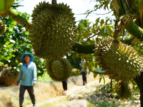 Nhiều hộ dân ở Bình Phước và Tây Nguyên ồ ạt trồng sầu riêng