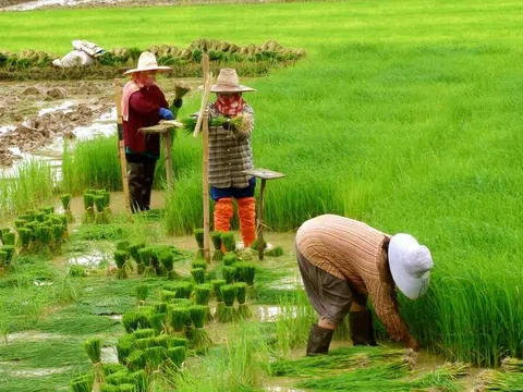 Khánh Hòa: Thí điểm cho phép chuyển mục đích sử dụng đất trồng lúa quy mô dưới 500 ha