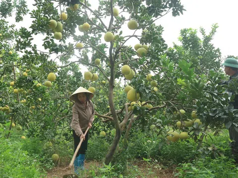 Nâng cao giá trị cây trồng, vật nuôi nhờ nông nghiệp hữu cơ