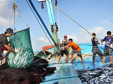 Chuyển đổi một số nghề khai thác hải sản ảnh hưởng đến môi trường sinh thái