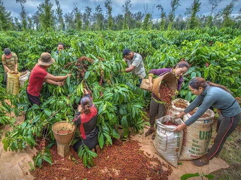 Kết nối giao thương quốc tế, góp phần hiện thực hoá đưa Buôn Ma Thuột là điểm đến của cà phê thế giới