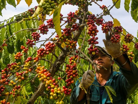 Nỗ lực xây dựng chuỗi ngành hàng cà phê Việt Nam chất lượng cao gắn với tăng trưởng xanh