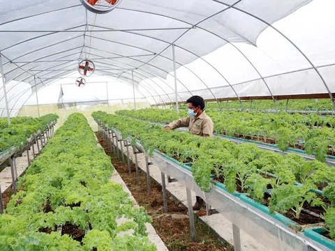 Hà Nội: Xây dựng vùng sản xuất nông nghiệp xanh, tạo sức bật cho xuất khẩu nông sản