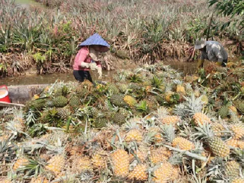 Tiền Giang: Giá khóm tăng cao, nông dân "bội thu" lãi hàng trăm triệu