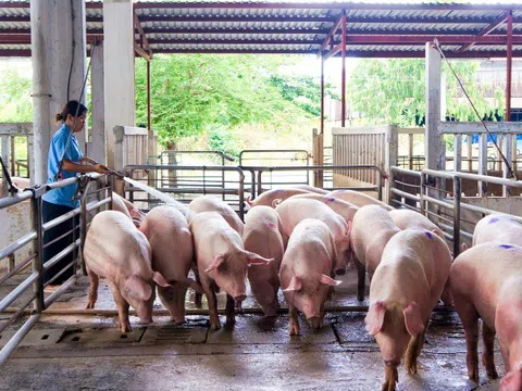 Lo ngại dịch tả châu Phi, Lào tạm ngưng nhập khẩu thịt heo từ Việt Nam