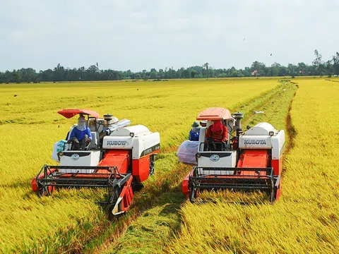 Ngân hàng Nhà nước không để doanh nghiệp “khát” vốn thu mua lúa