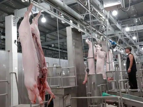 TP. Hồ Chí Minh: Nhà máy giết mổ gia súc quy mô lớn An Hạ chính thức vận hành từ ngày 01/4