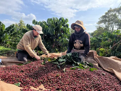 Bảo hiểm Chỉ số Thời tiết - giải pháp bảo vệ nông dân trồng cà phê trước tình trạng thời tiết bất thường