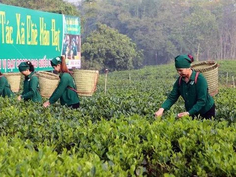 Nông nghiệp du lịch sinh thái song hành và bền vững trong nâng cao giá trị trà Thái Nguyên