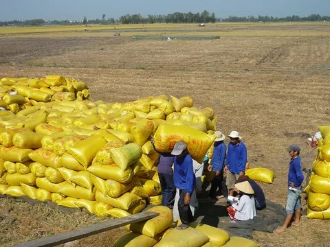 Nguồn cung giảm, giá gạo xuất khẩu Việt Nam tăng lên mức cao nhất 2 năm qua