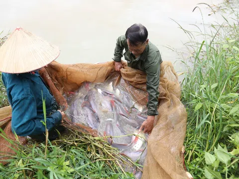 Đắk Lắk: Nông dân thuần hóa thành công loài cá ví như "thủy quái" ở sông Sêrêpốk