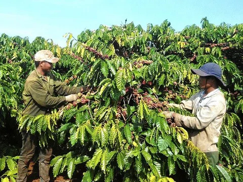 Xây dựng thương hiệu, nâng cao chất lượng cà phê